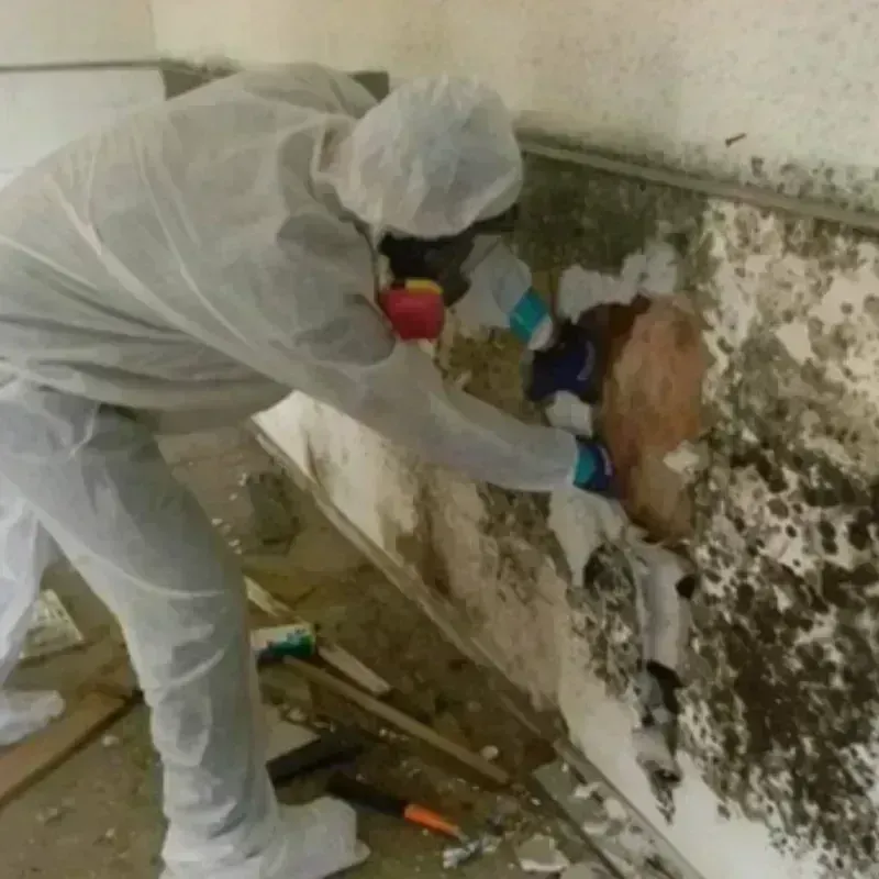 Mold Remediation and Removal in Murphy, ID